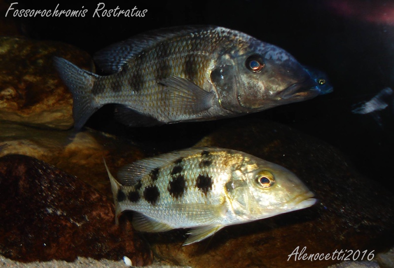 Fossorochromis rostratus
